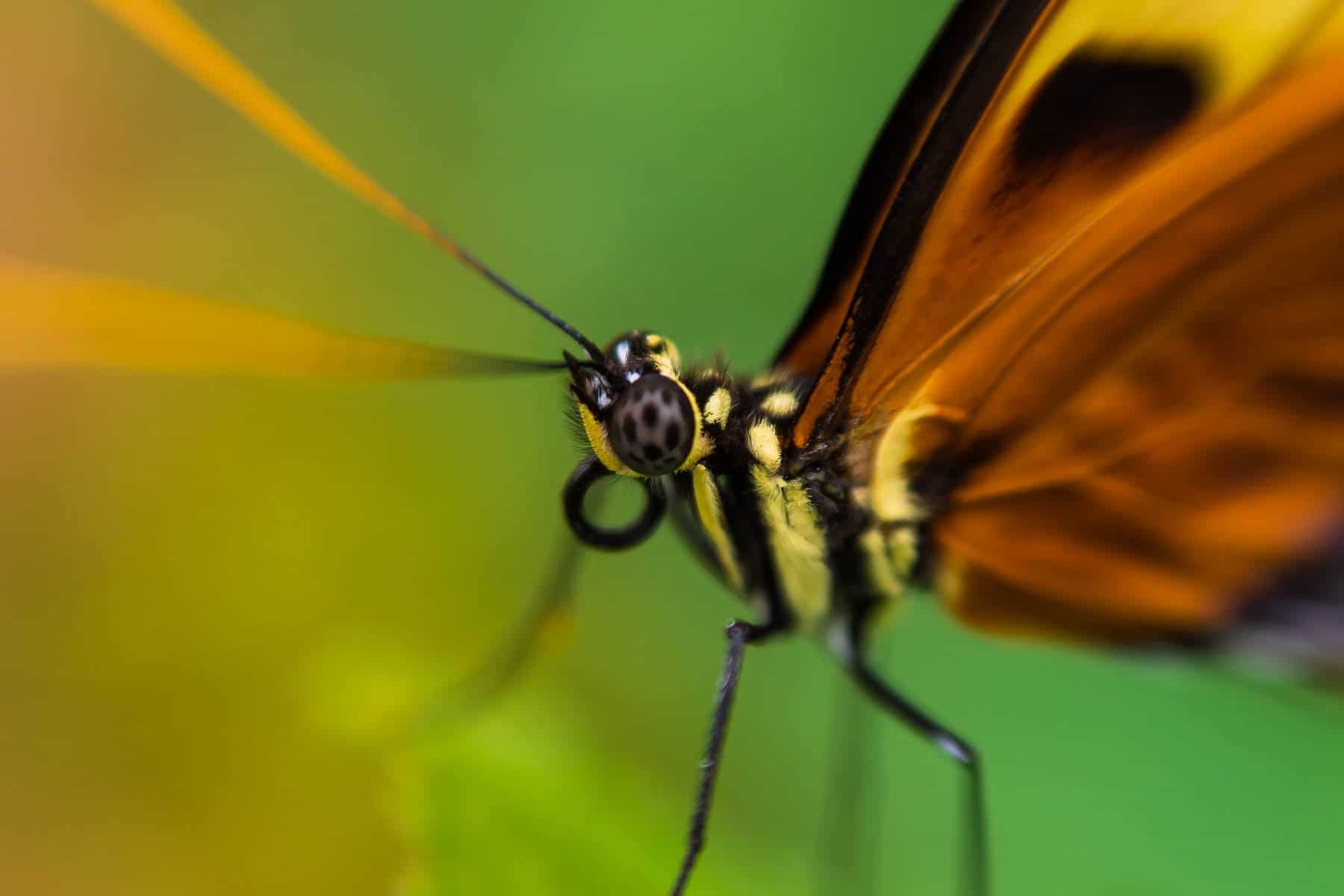 Index Wildlife